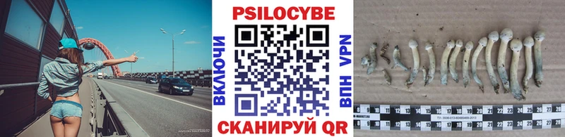 Купить  Фролово  Галлюциногенные грибы Psilocybe 